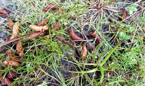 Annual pearlwort (Sagina apetala)