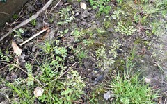 Mazus novaezeelandiae