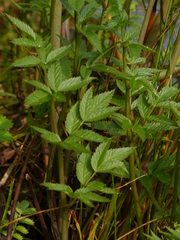 Cicuta douglasii