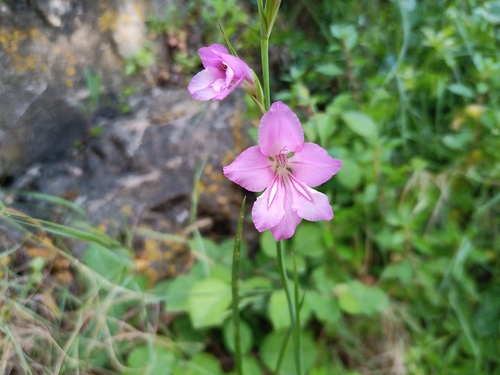 Talijanski mačić (Gladiolus italicus)