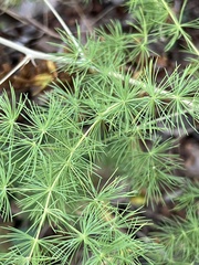 Asparagus macowanii image