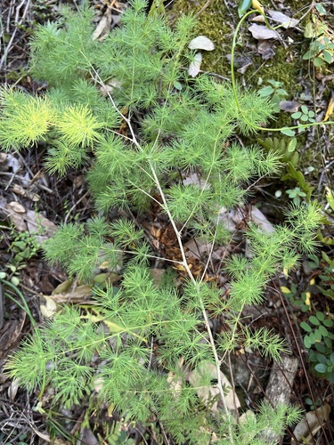 Asparagus macowanii