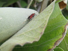 Lygaeus kalmii