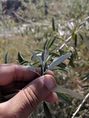 Elaeagnus angustifolia