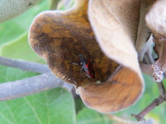 Lygaeus kalmii