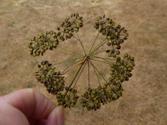 Cicuta douglasii