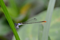 Agriocnemis femina