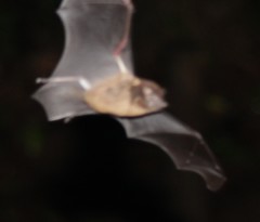 Yangochiroptera