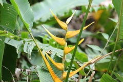 Heliconia latispatha image