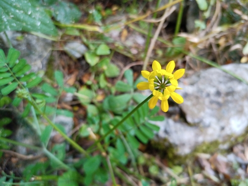 Image of Securigera securidaca by (c) Michal Honskus, some rights reserved (CC BY)