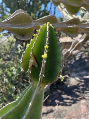 Euphorbia cooperi image