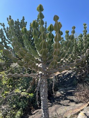 Euphorbia cooperi image