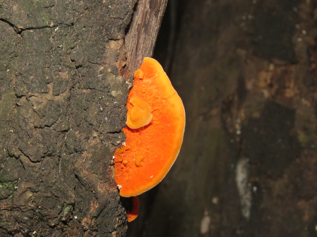 Trametes sanguinea · January 2016 · photo: © nicoolejnik (iNaturalist, cc-by)