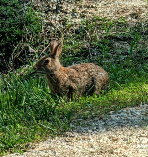 Eastern Cottontail photographed in Missouri