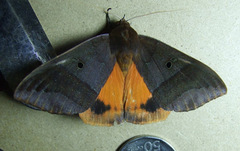 Thyas miniacea