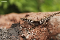 Anolis wellbornae