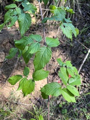 Rubus pinnatus image