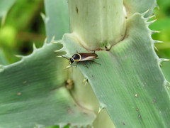 Pseudomops neglectus