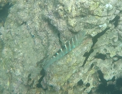 Halichoeres notospilus