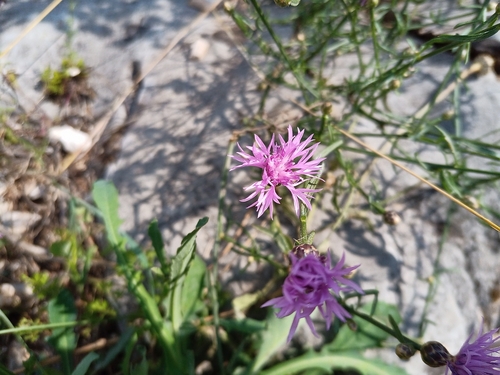 nevädza lúčna (Centaurea jacea)