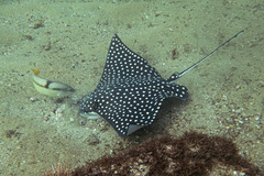 Pacific Eagle Ray photo 2