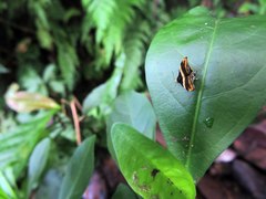 Choreutis basalis