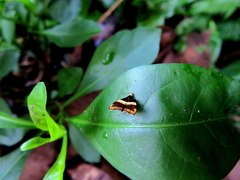 Choreutis basalis