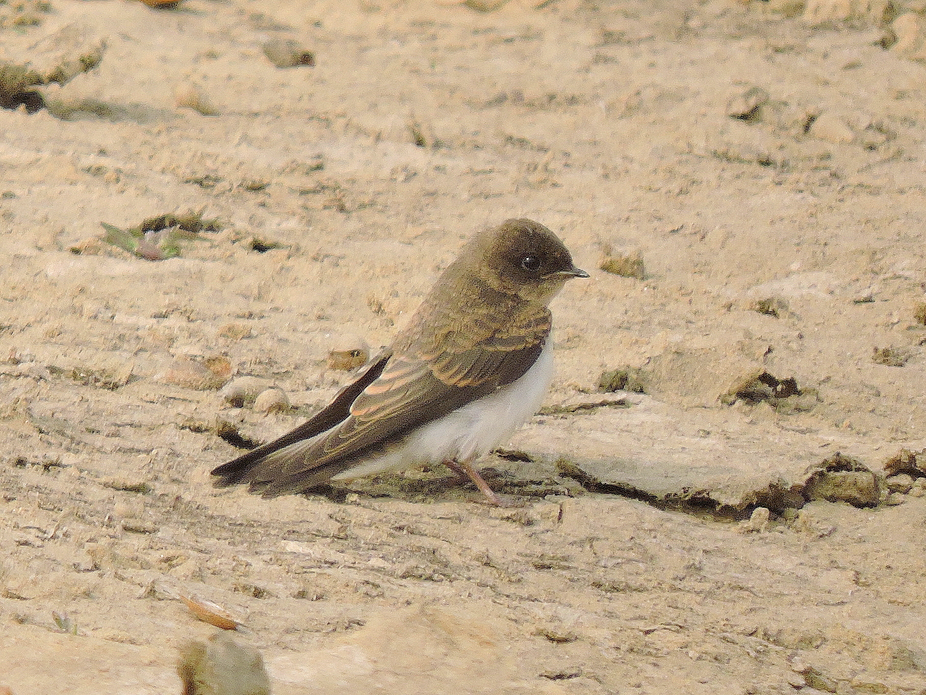 Grey-throated Martin