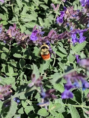 Bombus huntii