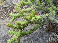 Opuntia pumila