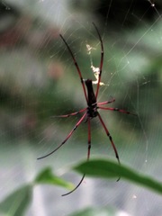 Nephila pilipes