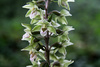 Violet Helleborine - Photo (c) Donald Macauley, some rights reserved (CC BY-SA)