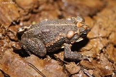 Incilius ibarrai