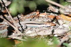 Pholidoscelis auberi