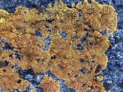 Xanthomendoza trachyphylla