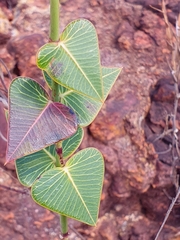 Prayer Plant (Barjonia)