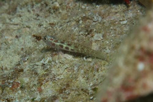 Spotted dwarfgoby (Eviota guttata) — Gobiidae — 3