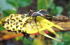 Leptoscelis tricolor
