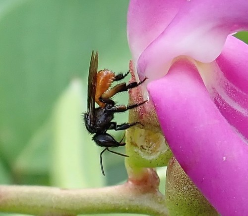 Red-tailed Stingless Bee