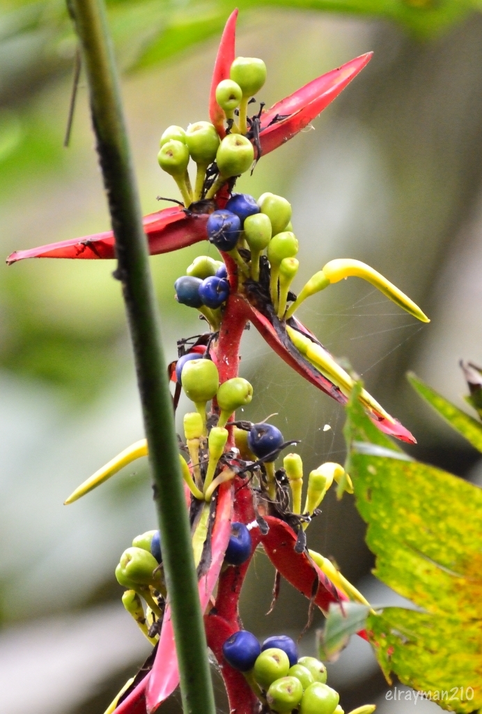 Heliconia schiedeana