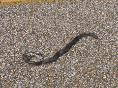 Pituophis melanoleucus
