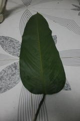 Stromanthe jacquinii