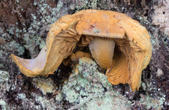 Chroogomphus tomentosus