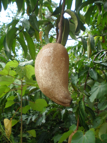 Allanblackia floribunda (Allanblackia floribunda)