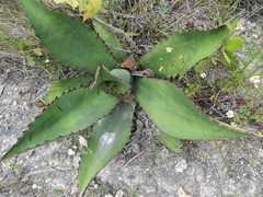 Agave marmorata