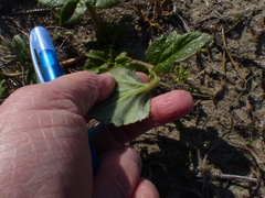 Glehnia littoralis leiocarpa
