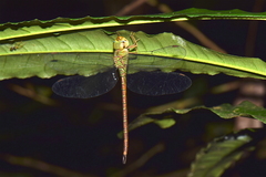 Triacanthagyna septima