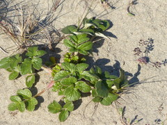 Glehnia littoralis leiocarpa