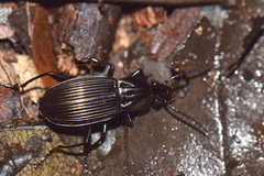 Carabidae