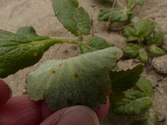 Glehnia littoralis leiocarpa